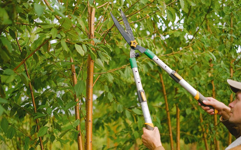Tree trimming in Biwabik, MN